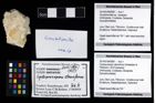 Foto (Objekt + Etikett) von Goniodromites sp.  (NHMW-GEO-2014-0194-0987)